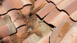 The Important of Keeping Debris Off Your Phoenix Tile Roof